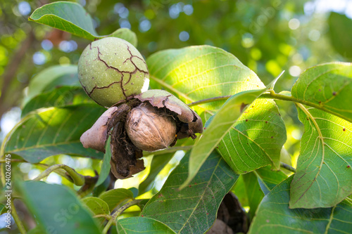 Fotografie, Tablou Ripe fruits arise from nutshell on tree