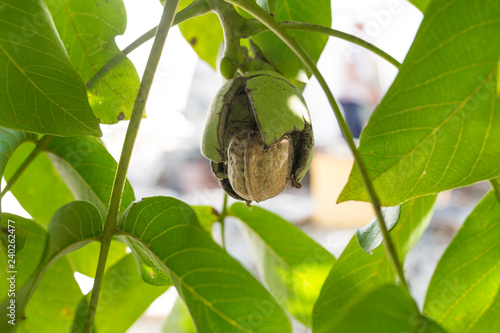 Fotografie, Tablou Ripe fruits arise from nutshell on tree