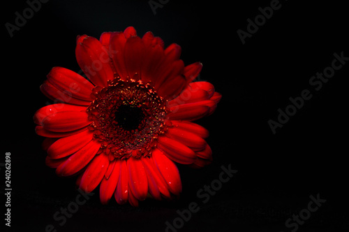 Dark red gerbera isolated on black background copy space with place for text.