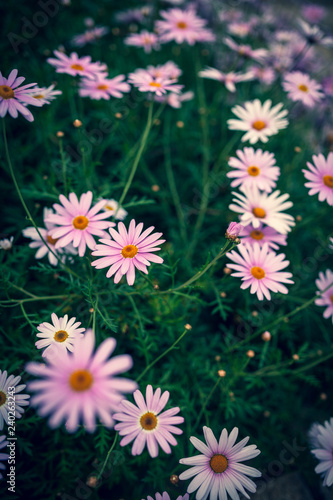 Flower03