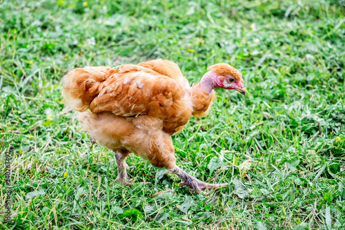 Young chicken of  breed naked neck goes ongrass in the garden_ photo