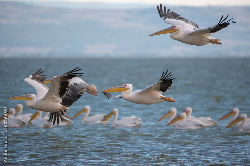Ak pelikan » Pelecanus onocrotalus » Great White Pelican