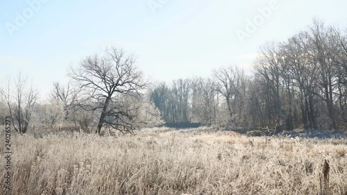 Wallpaper Mural Early winter. The sun over Meadows, bushes and trees covered with frost. Fabulous Winter landscape Torontodigital.ca