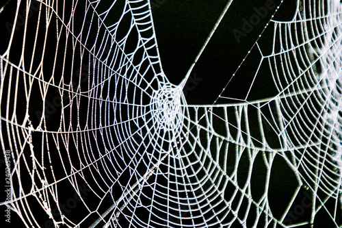 Big old spider web