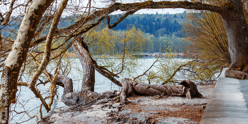 Old tree at at lake constance; Germany