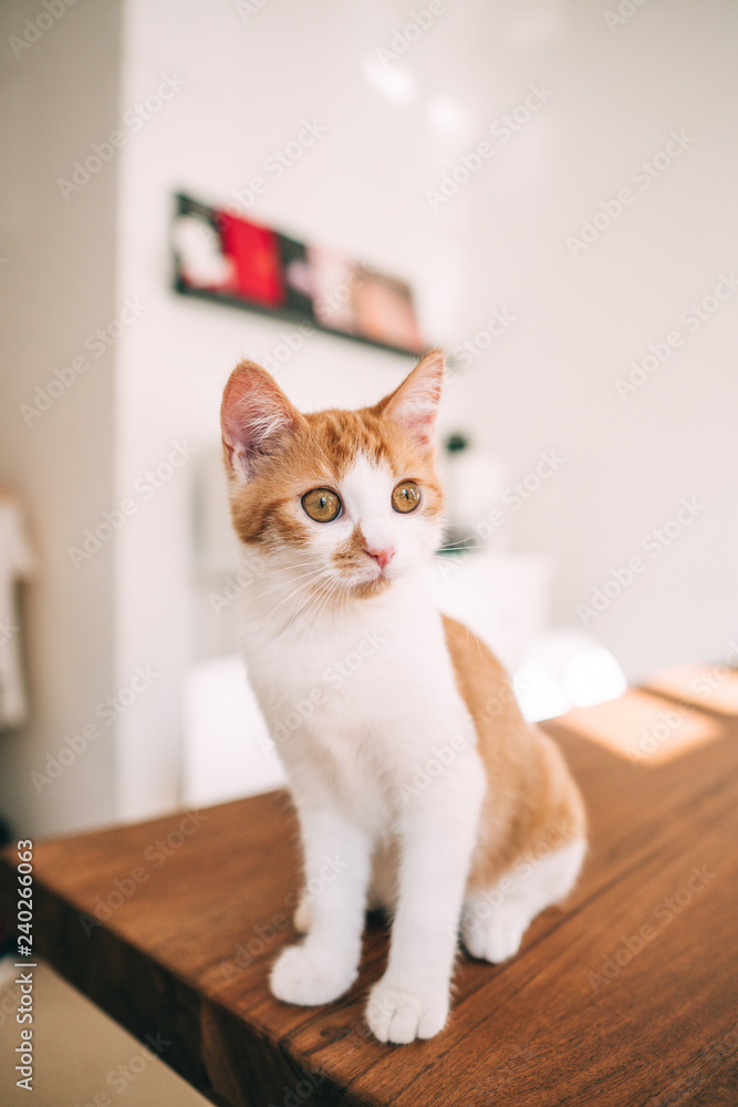 Portrait von einer Katze auf dem Tisch