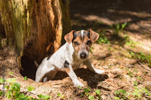 Fototapeta Naklejka Na Ścianę i Meble -  Cute Jack Russell Terrier hunting dog is looing out of a cave