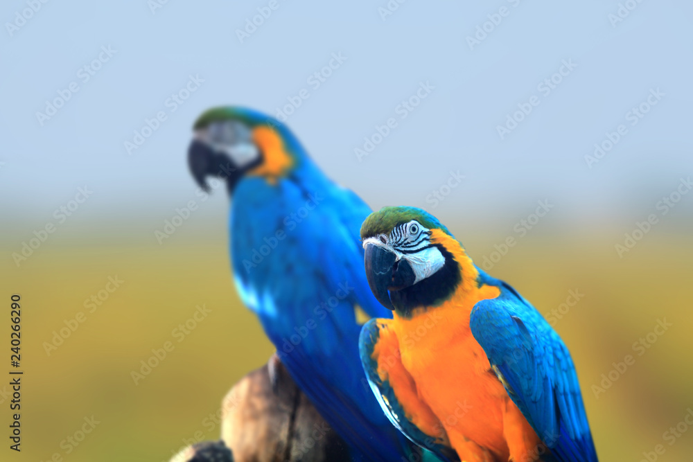 Two Macaw birds close up shot