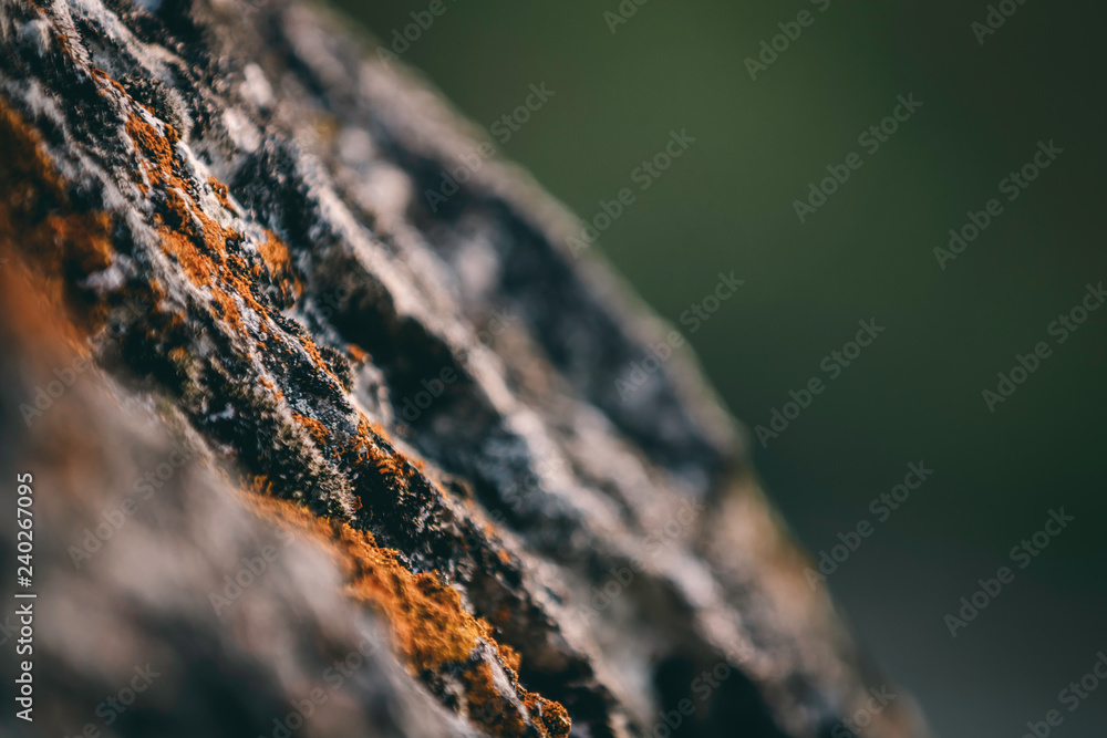 Naklejka premium Mosses on a rock