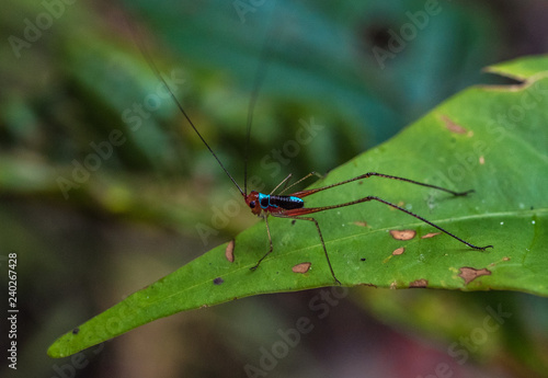 Amazon Rainforest Insect © Steven Fish