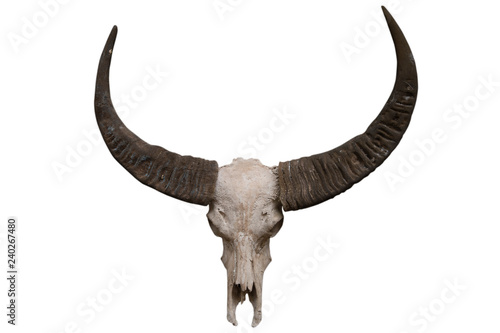 Buffalo skull isolated on white background - clipping paths