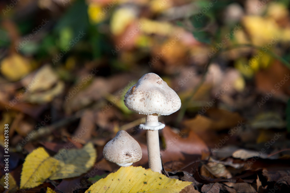 champignon en sous bois automne champignon en sous bois automne