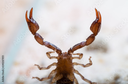 View of the belly and claws of the scorpion from below