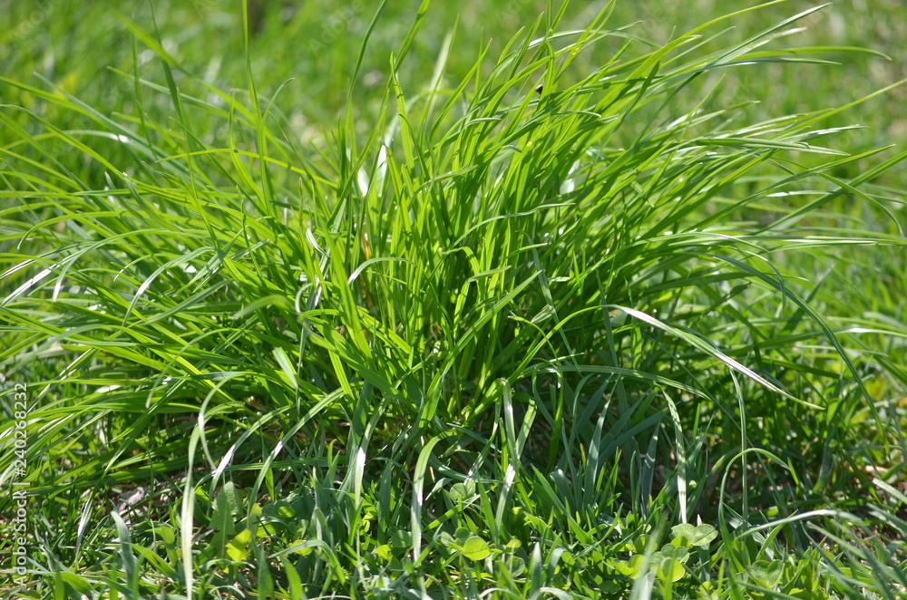 green grass green grass