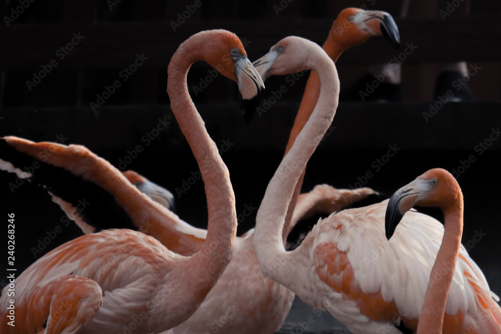 Naklejka premium American flamingo