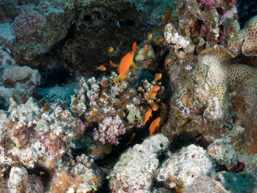 fondo marino con muchos peces