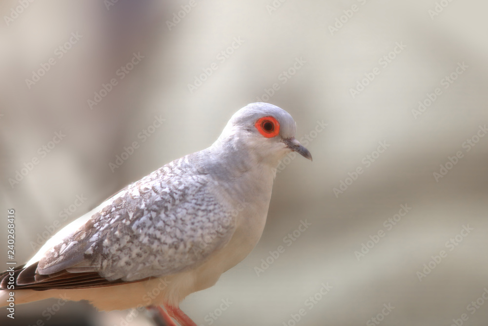 Obraz premium Close up shot of Diamond Dove