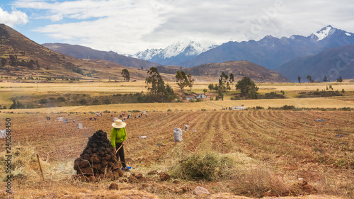 Peruvian local country woman working the land in a field in Cusco, Perú. Surrounded by high mountains, farmers gather these piles of dirt to cover and dry harvested potatoes 