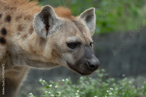 hyena