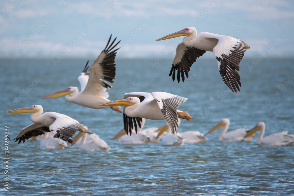 Fototapeta premium Ak pelikan » Pelecanus onocrotalus » Great White Pelican