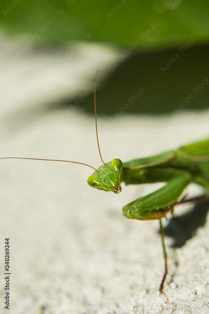 Close-up of a green mantis on a summer sunny day Close-up of a green mantis on a summer sunny day