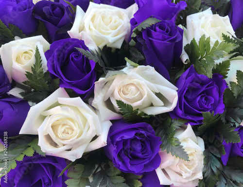 violet purple and white roses bouquet background.