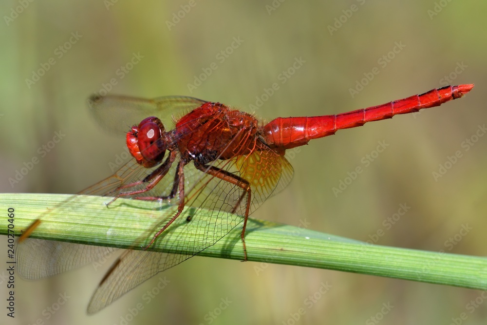 Libellula rossa posata su filo d'erba