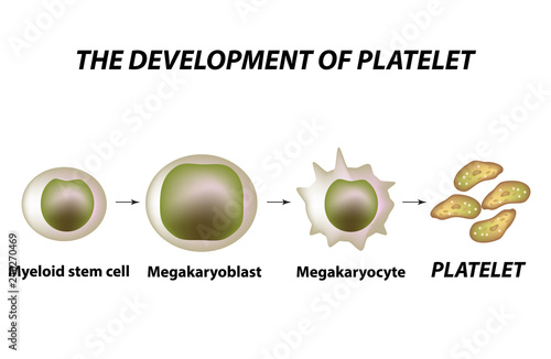 Thrombocytosis. Thrombopoiesis. Platelet formation. Infographics. Vector illustration on isolated background.