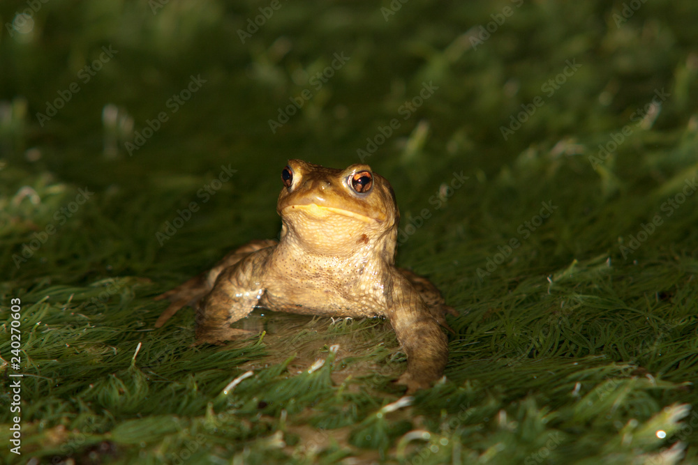 Obraz premium bufo bufo dans algue parade nuptiale