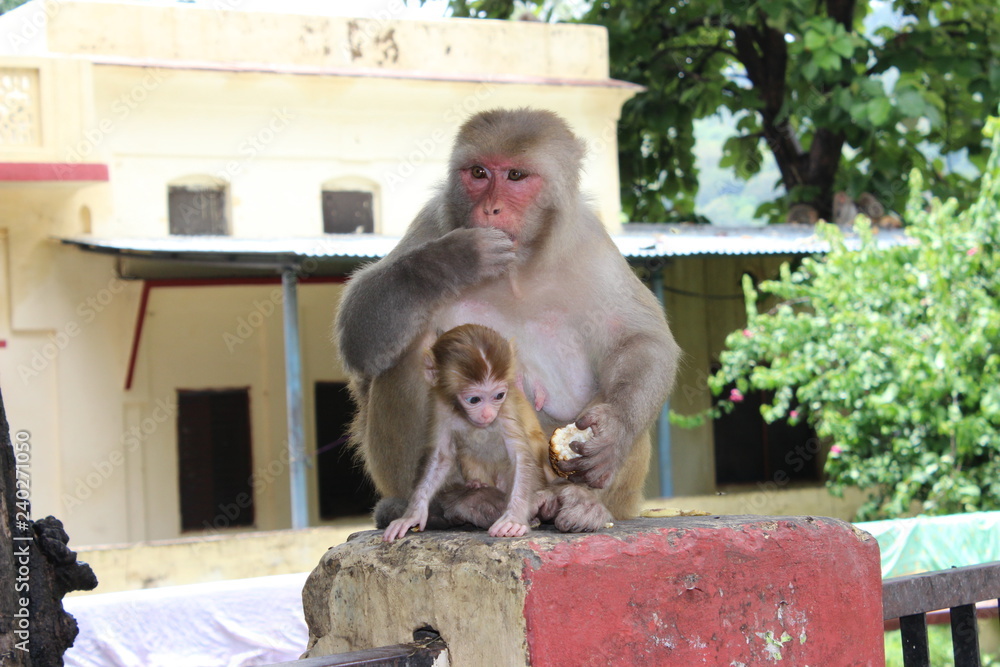 monkey India mother baby