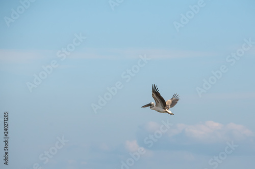 Ak pelikan » Pelecanus onocrotalus » Great White Pelican © Yasin