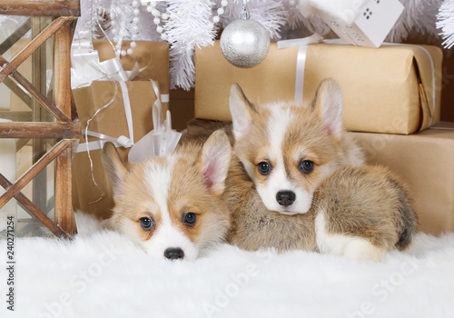 Two puppies Welsh Corgi Pembroke under the Christmas tree
