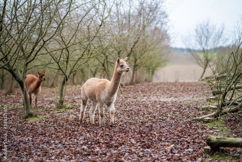 © Harald - Alpakas im Dezember © Harald - Alpakas im Dezember