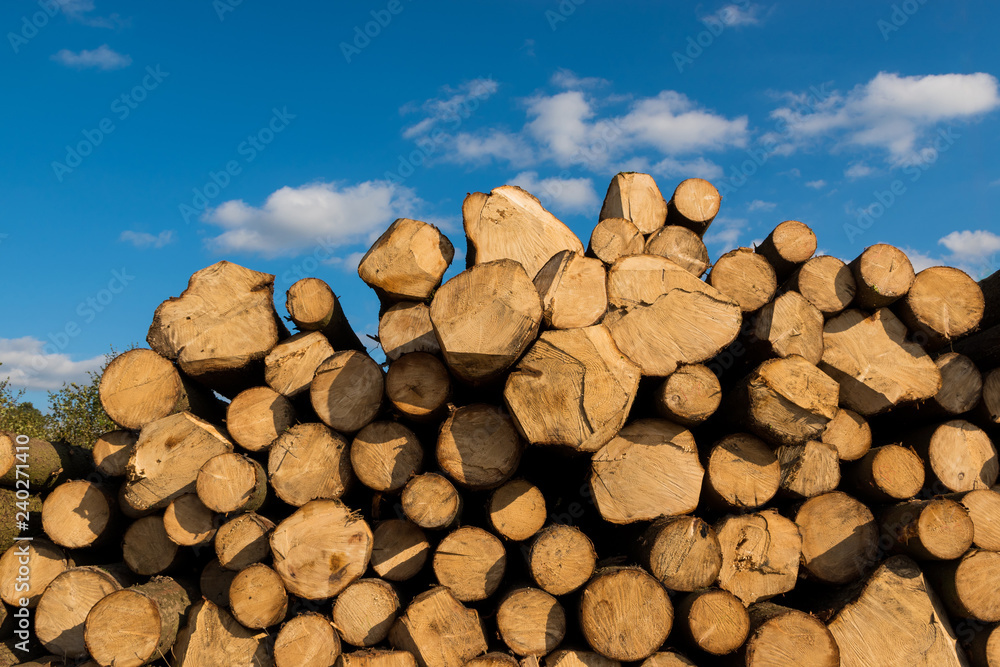 Stacked thick trunks of freshly sawn trees under a bright blue sky with clouds.