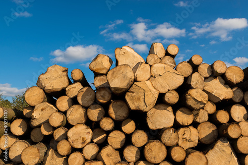 Stacked thick trunks of freshly sawn trees under a bright blue sky with clouds.