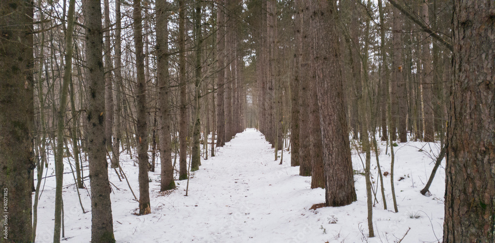 Fototapeta premium Trees path line