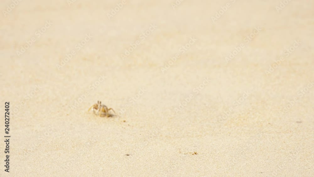Crab on the sandy beach