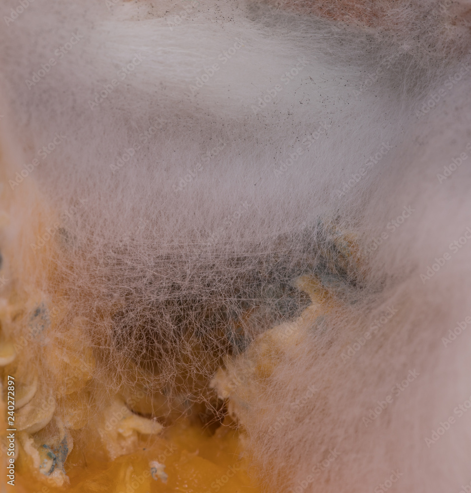 Fototapeta premium mold web, abstract background, rotten fruit
