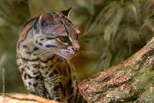 Margay, Leopardus wiedii nicarague is a small wild cat native in primary evergreen and deciduous forest of Central and South America. A small kit