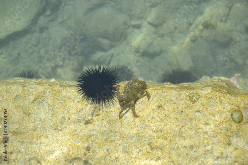 Battle of the crab and sea urchin photo