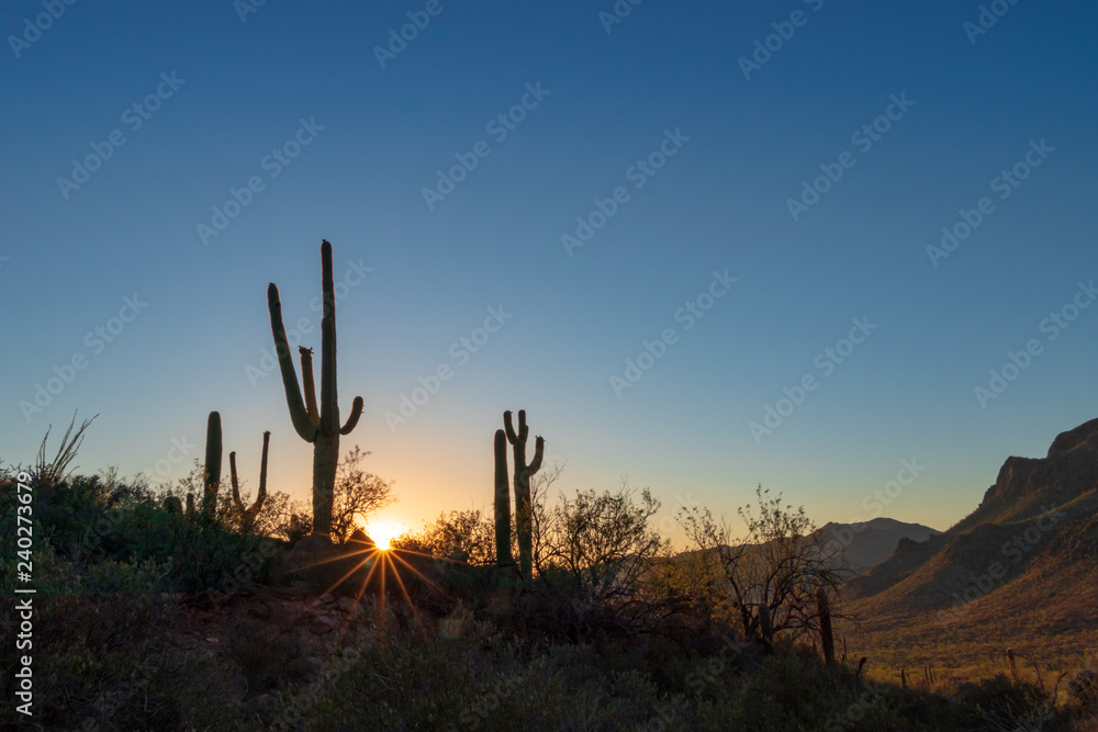 Tall Saguaro Cactus in the Arizona desert at sunset