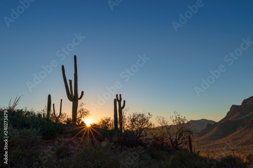 Tall Saguaro Cactus in the Arizona desert at sunset