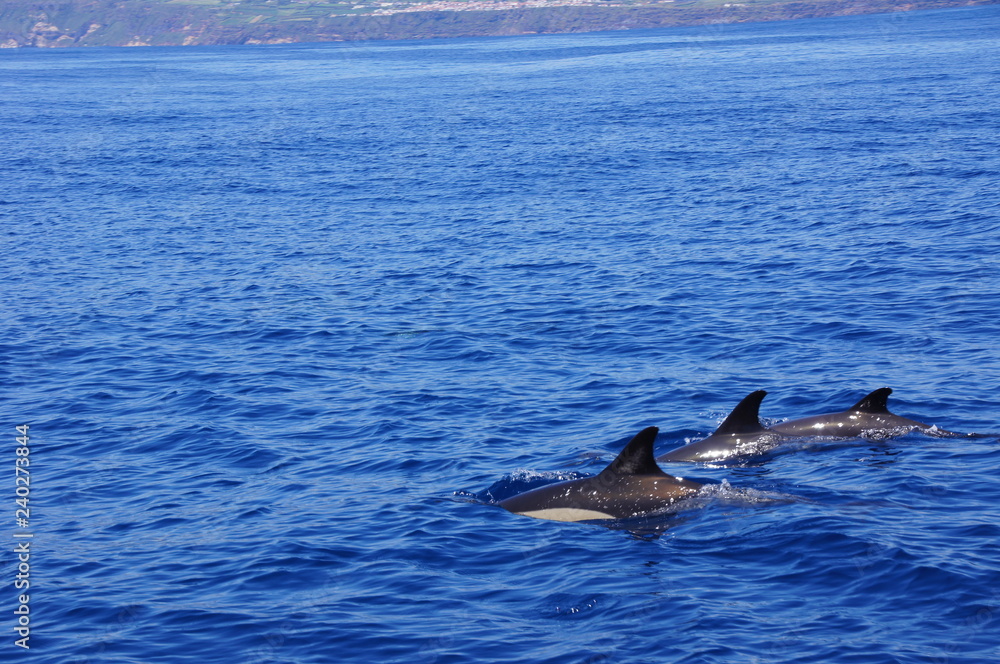 Fototapeta premium Dolphins Azores