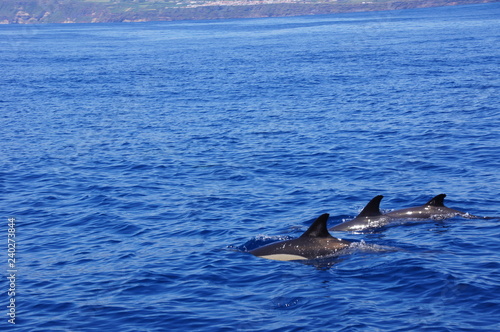Dolphins Azores