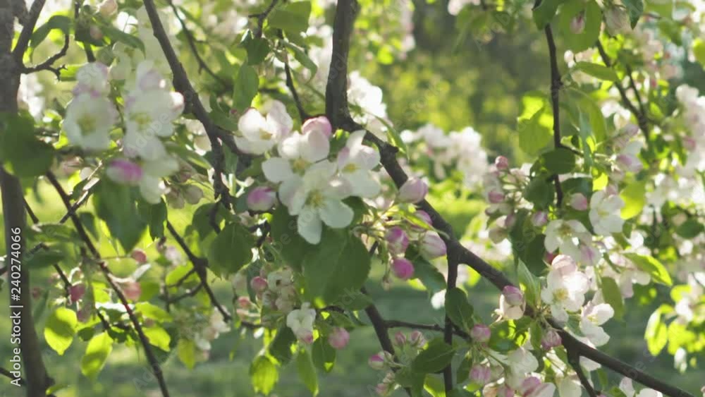 slow motion handheld shot of light pink apple tree blossom slow motion handheld shot of light pink apple tree blossom