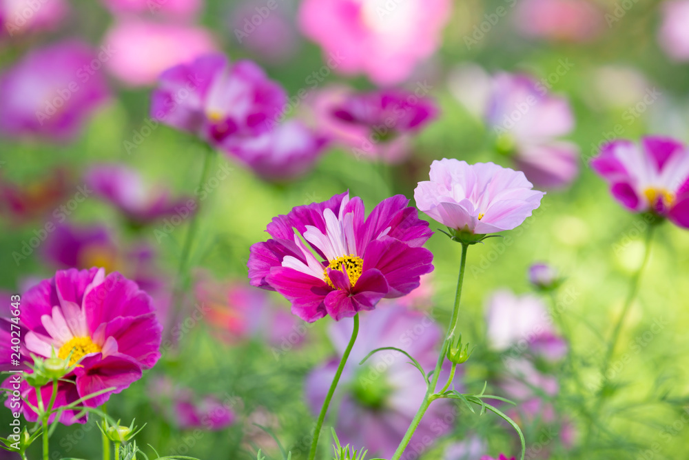 Cosmos flower with blurred background in graden.Landscape of cosmos flower. Cosmos flower with blurred background in graden.Landscape of cosmos flower.