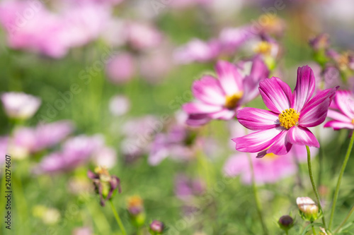 Cosmos flower with blurred background in graden.Landscape of cosmos flower.