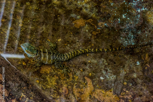 Water Dragon Lizard