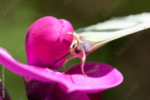 papillon citron butinant fleur rose photo