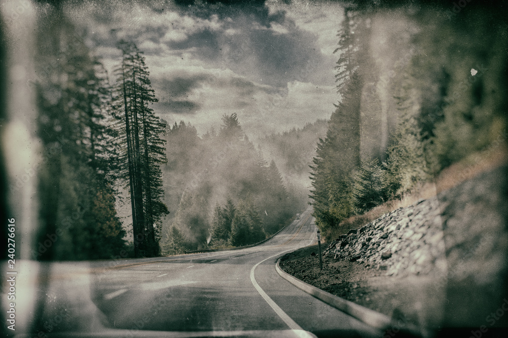 road in forest road in forest